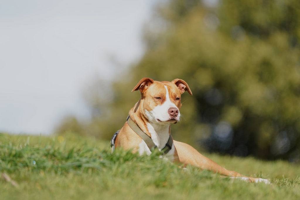 Cool Tips for Warm Days: Keeping Your Dog Safe in Summer