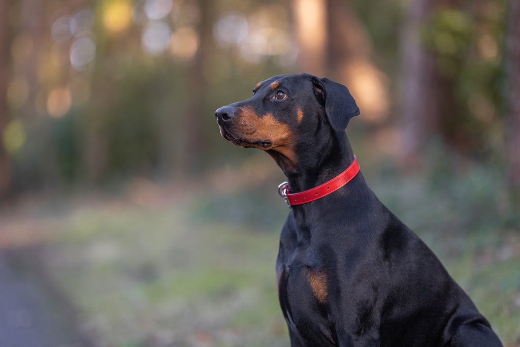 Dog Collars